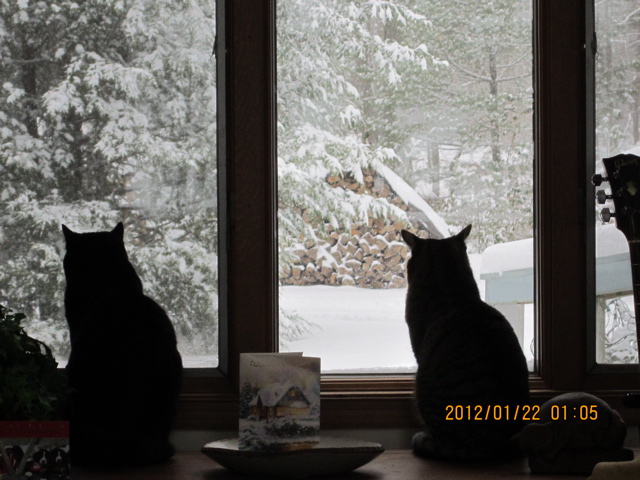 窓から雪を見る2匹の猫ちゃん